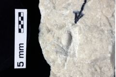 Foto (Detailansicht) von Cracensigillatus acutirostris (Moericke, 1889) (NHMW-GEO-1990-0041-0318)